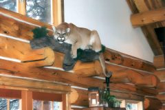 Horn chink style log Laramie Wyoming custom home builder handcrafted details (8) - Deerwood Log Homes - Custom Built Homes and Cabins - Laramie, Wyoming and The Centennial Valley - deer-wood.com - (307) 742-6554